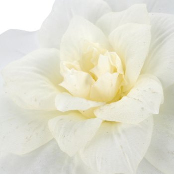 Clematis, 72cm, weiß