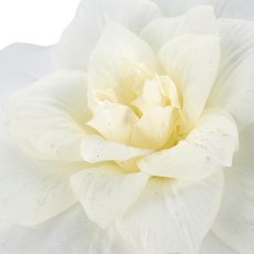 Clematis, 72cm, weiß