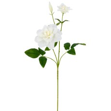 Clematis, 72cm, weiß
