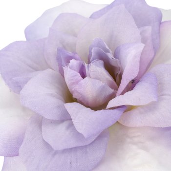 Clematis, 72cm, lila