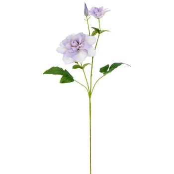 Clematis, 72cm, lila