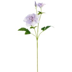 Clematis, 72cm, lila