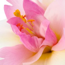 Lilie gefüllt, 93cm, rosa