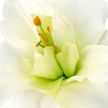 Lily filled, 93cm, white