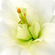 Lily filled, 93cm, white