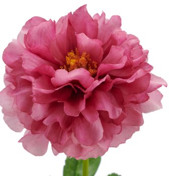 Ranunkel, 64cm, pink