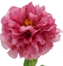 Ranunkel, 64cm, pink