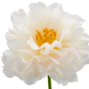Ranunkel, 64cm, weiß