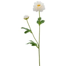 Ranunkel, 64cm, weiß