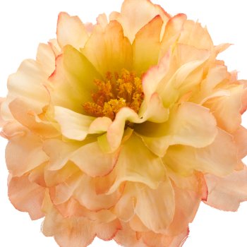 Ranunkel, 64cm, apricot