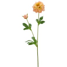 Ranunkel, 64cm, apricot