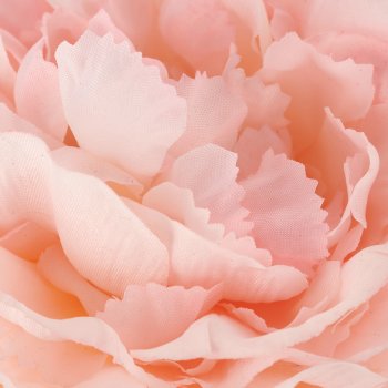 Ranunkel, 62cm, rosa