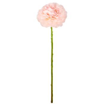 Ranunkel, 62cm, rosa
