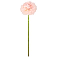 Ranunkel, 62cm, rosa