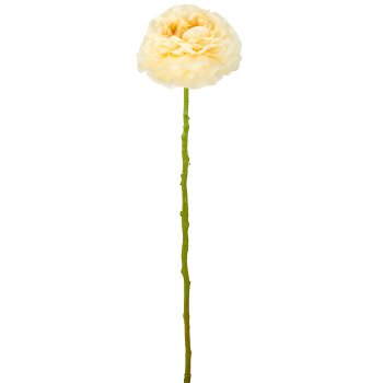 Ranunkel, 62cm, hellgelb