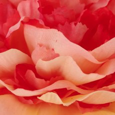Ranunculus, 62cm, apricot