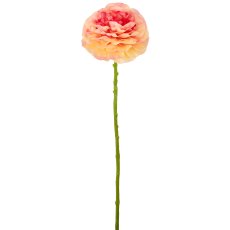 Ranunkel, 62cm, apricot