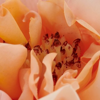 Rose, 63cm, rosa