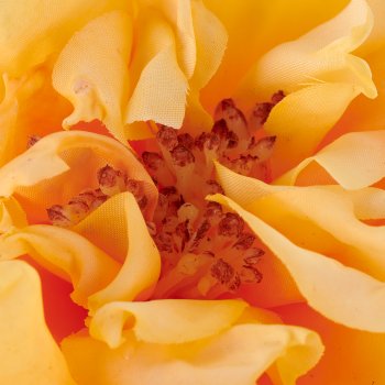 Rose, 63cm, apricot
