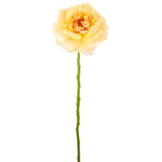 Rose, 63cm, apricot