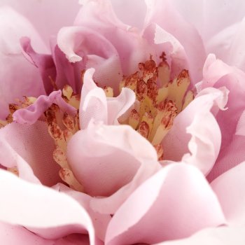 Rose, 63cm, light lilac