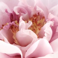 Rose, 63cm, light lilac