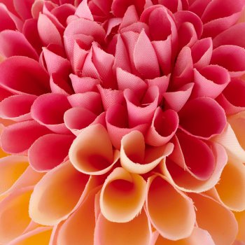 Dahlia, 73cm, apricot