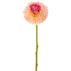 Dahlie, 73cm, apricot