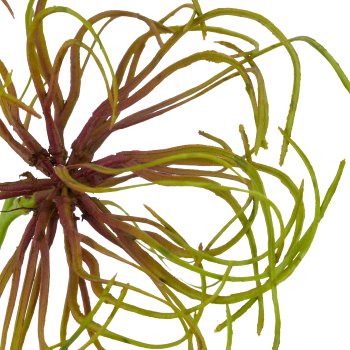 Clematis fruit branch, 67cm, green