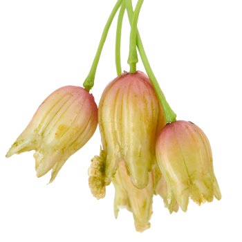 Bells of splendour, 96cm, apricot