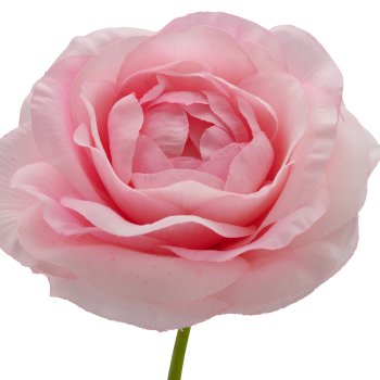 Ranunculus, 63cm, pale pink