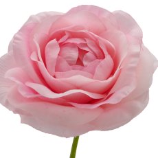 Ranunculus, 63cm, pale pink