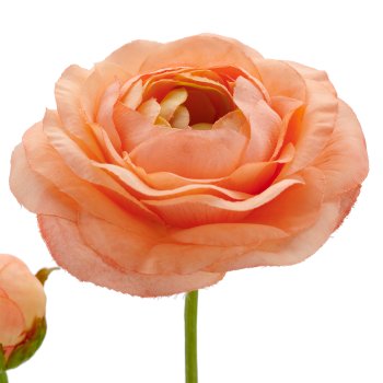 Ranunkel, 63cm, orange