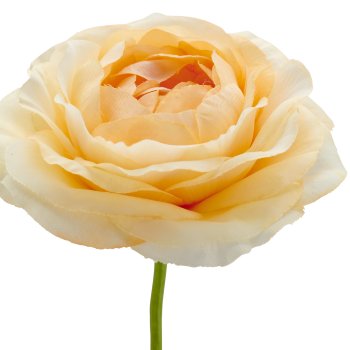 Ranunkel, 63cm, apricot