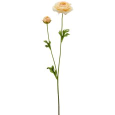Ranunkel, 63cm, apricot