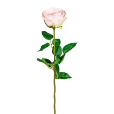 Garden rose long stem, 6/poly, 69cm, pale pink