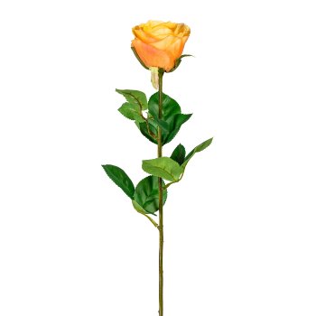 Garden rose long stem, 6/poly, 69cm, apricot