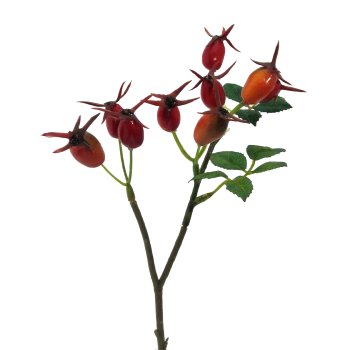 Rose Hip Pick 6/Poly, 24cm, Orange