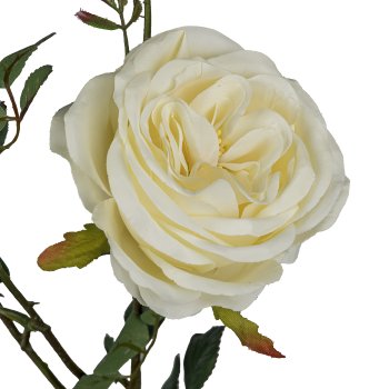 Rosenzweig x5 4/Poly, 63cm, creme
