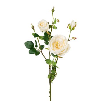 Rosenzweig x5 4/Poly, 63cm, creme