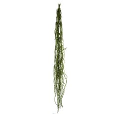 Orchid Root x 6 1Bunch/Poly,