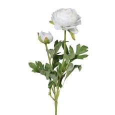 Ranunculus x 2 6/Poly, 40 cm,