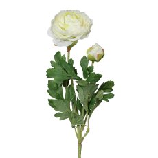 Ranunculus x2, 6/poly, 40cm, cream