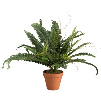 Boston Fern x 38, in clay pot