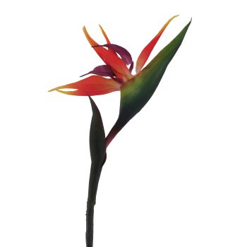 Strelitzia, 83cm, red