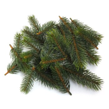 Fir Litter 24/Poly, 8/10/13cm