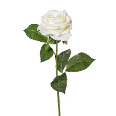 Rose, 53 cm, creme
