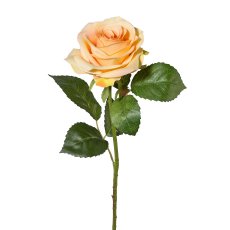 Rose, 53 cm, orange