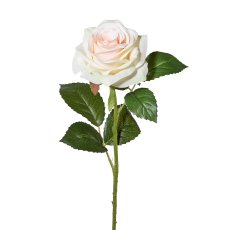 Rose, 53 cm, champagner