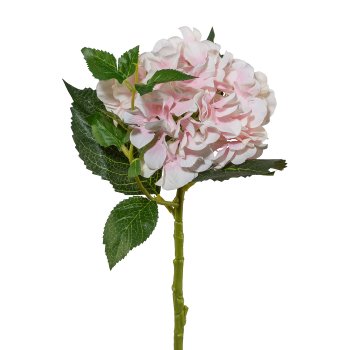 Hortensie, 46cm, rosa